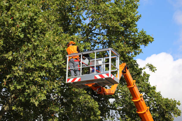 How Our Tree Care Process Works  in Green Island, NY